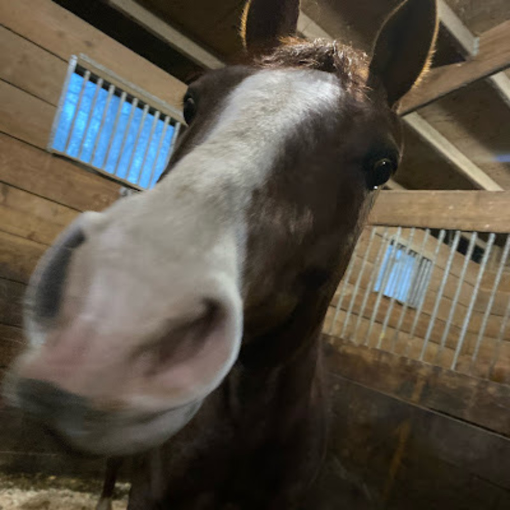 Meet your Posher, Quinn